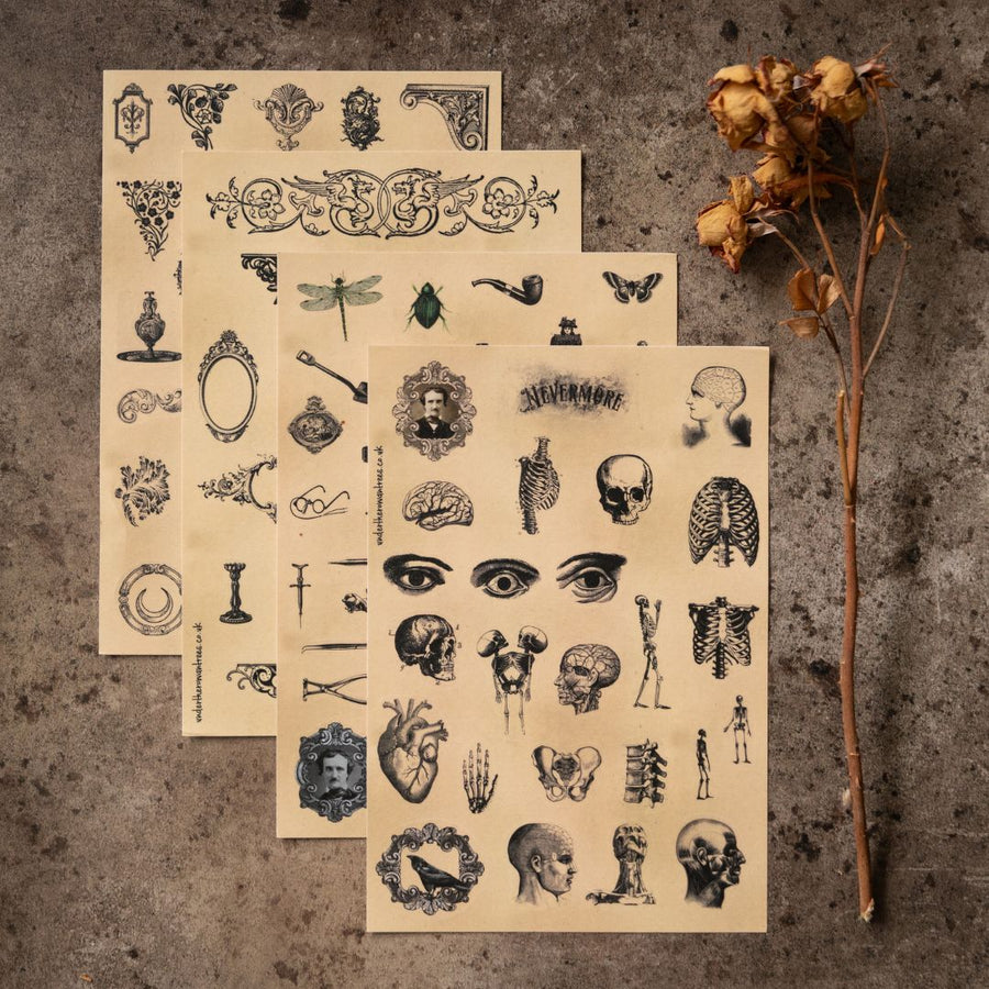Poe's Raven Sticker Sheets-Stickers-Under the Rowan Trees-Anatomy